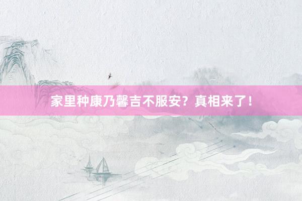 家里种康乃馨吉不服安？真相来了！